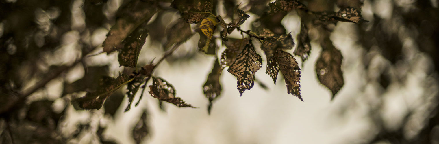 Golden Leaves by Matteo Colusso photographer