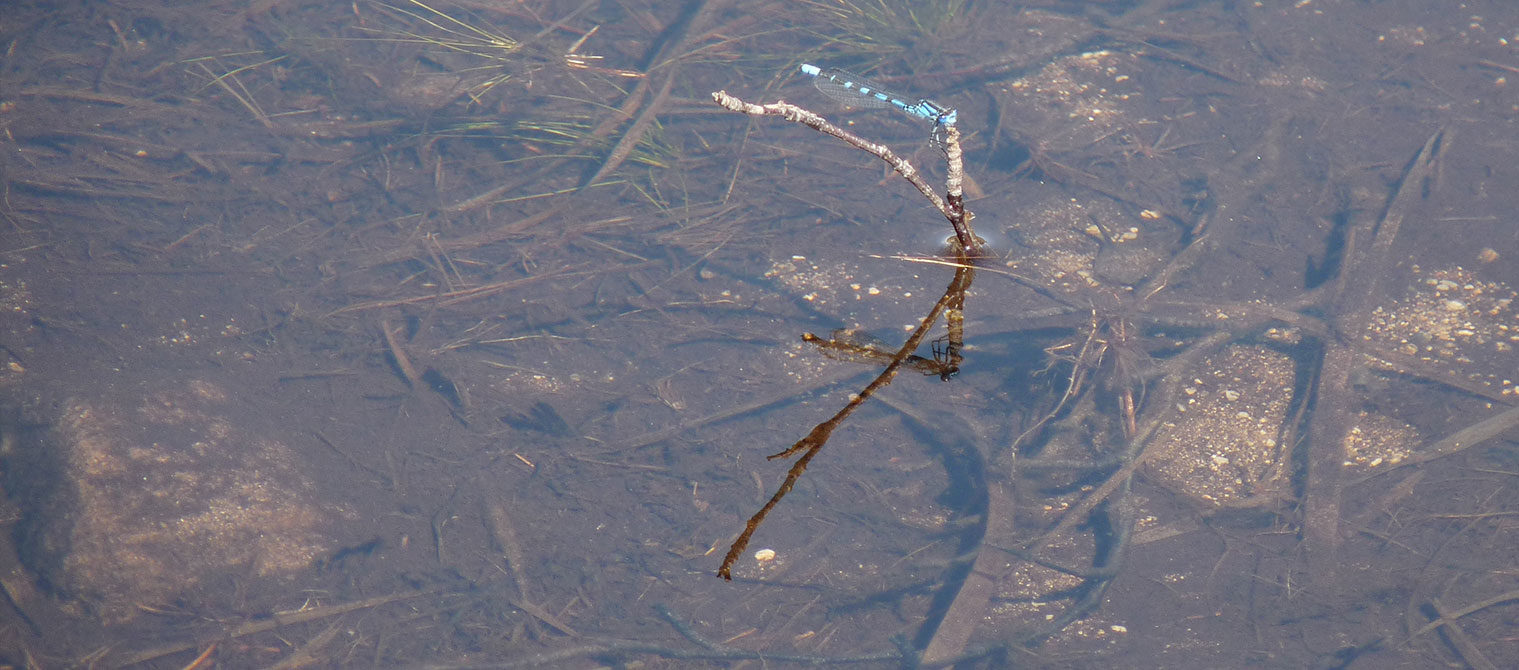 dragonfly-preikestolen